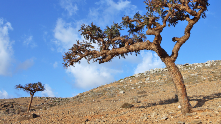 Boswellia serrata – kadzidłowiec indyjski
