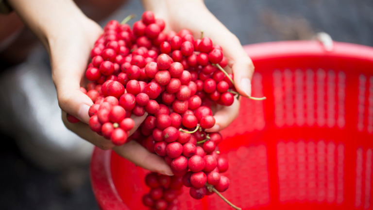 Cytryniec chiński – adaptogen