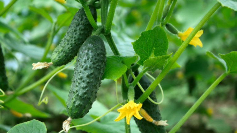 Składnik aktywny: ekstrakt z ogórka